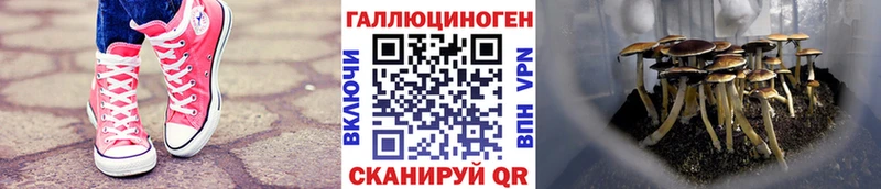 Купить где  Покровск  Галлюциногенные грибы Magic Shrooms 